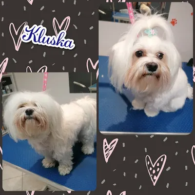 Salon Pielęgnacji Psów "Łapka", psi fryzjer, strzyżenie psów, groomer Pabianice